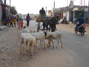 horse cart, motorcycle, goats